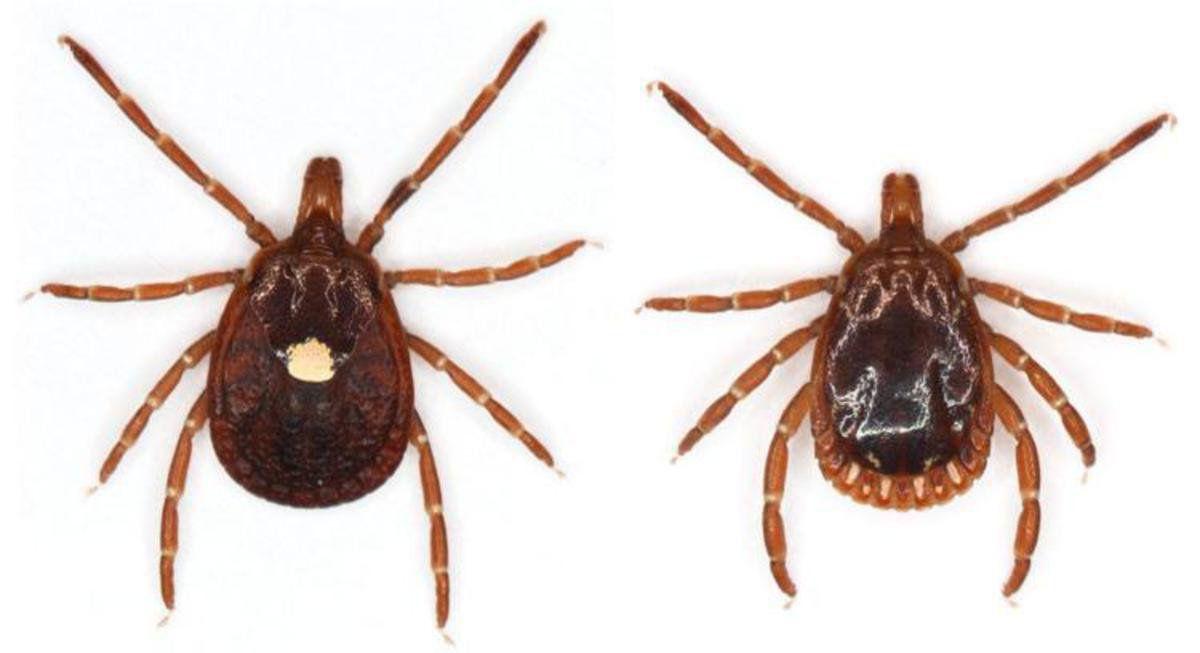 Tick talk Illnesses may be worse this year Local News