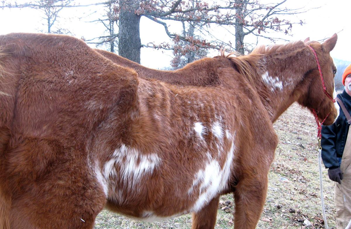 Abandoned, abused horses often need area foster homes News