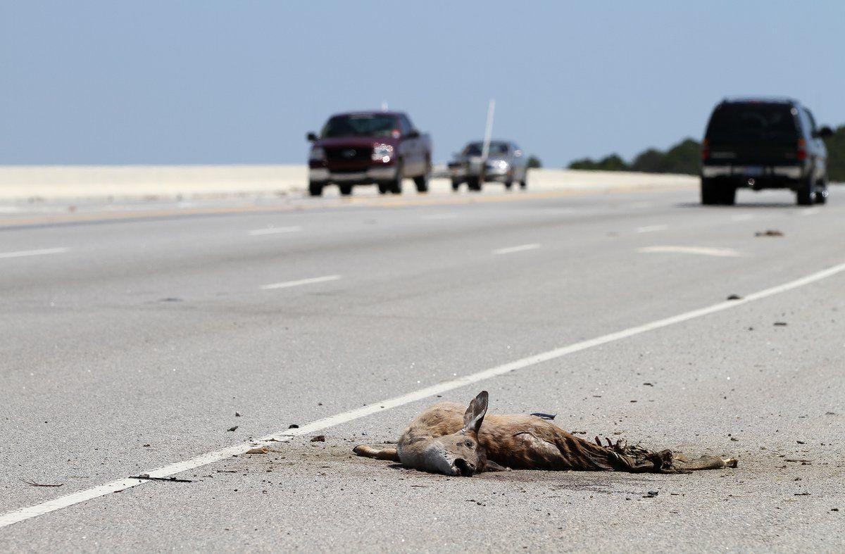 Roadkills Can Be Reported To Odot News Tahlequahdailypress Com