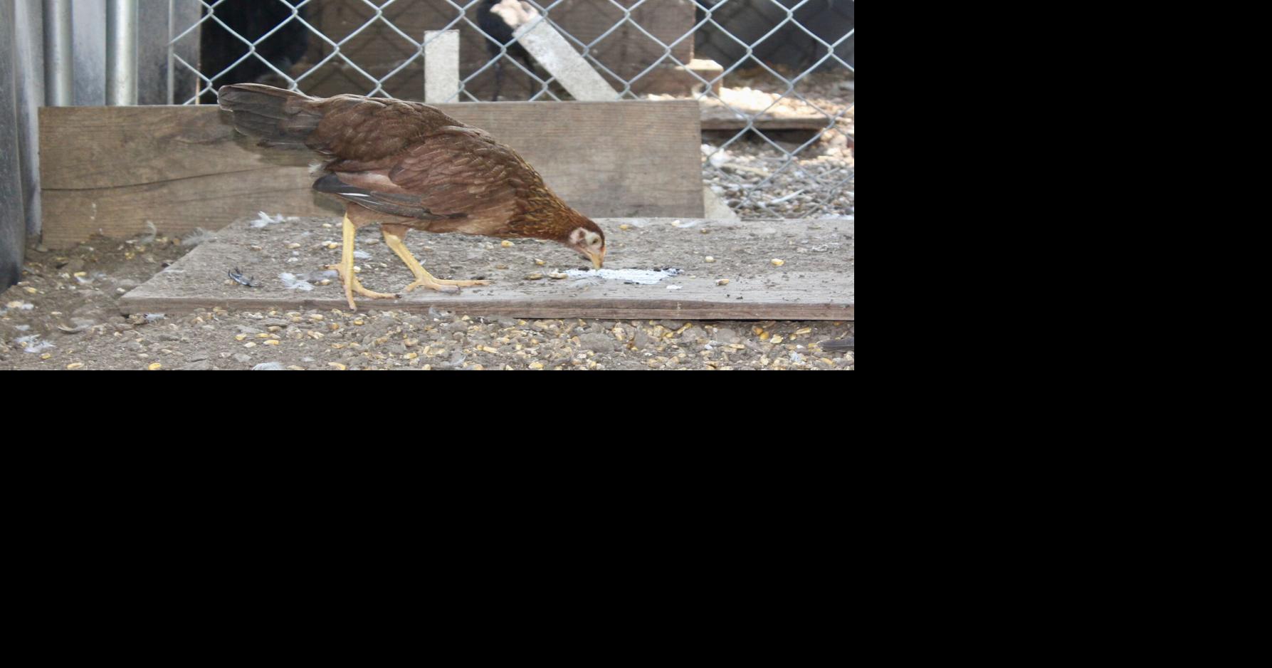 BIRDS OF A FEATHER Farmers who raise fighting cocks look for