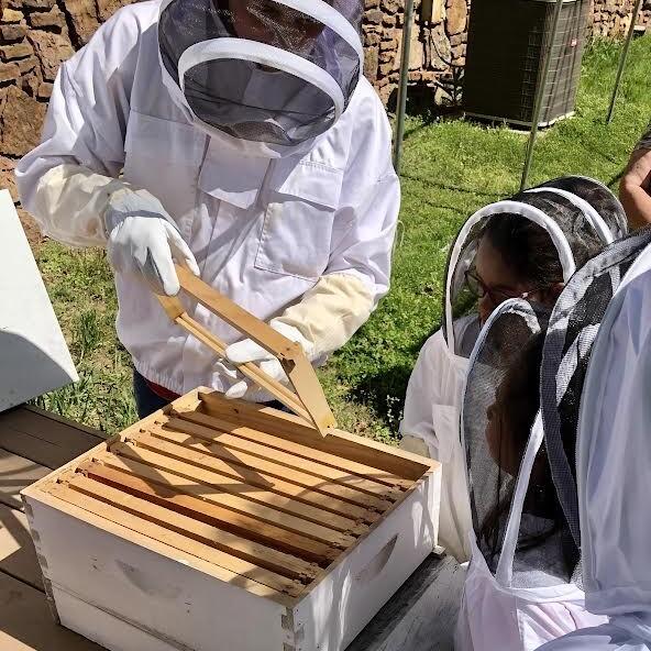 Area pollinators get survival boost through small acts - Vimarsana News