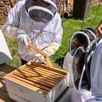 Pollinators Vip Area pollinators get survival boost through small acts | News ...