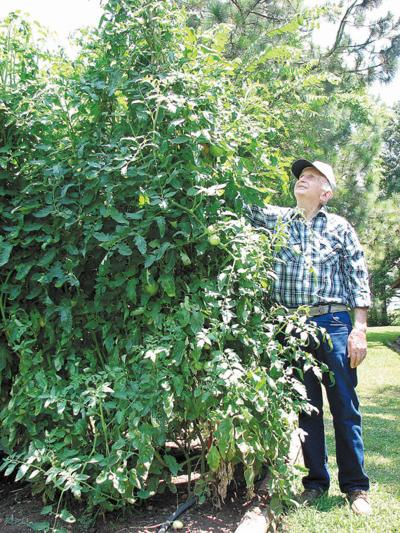 giant maters