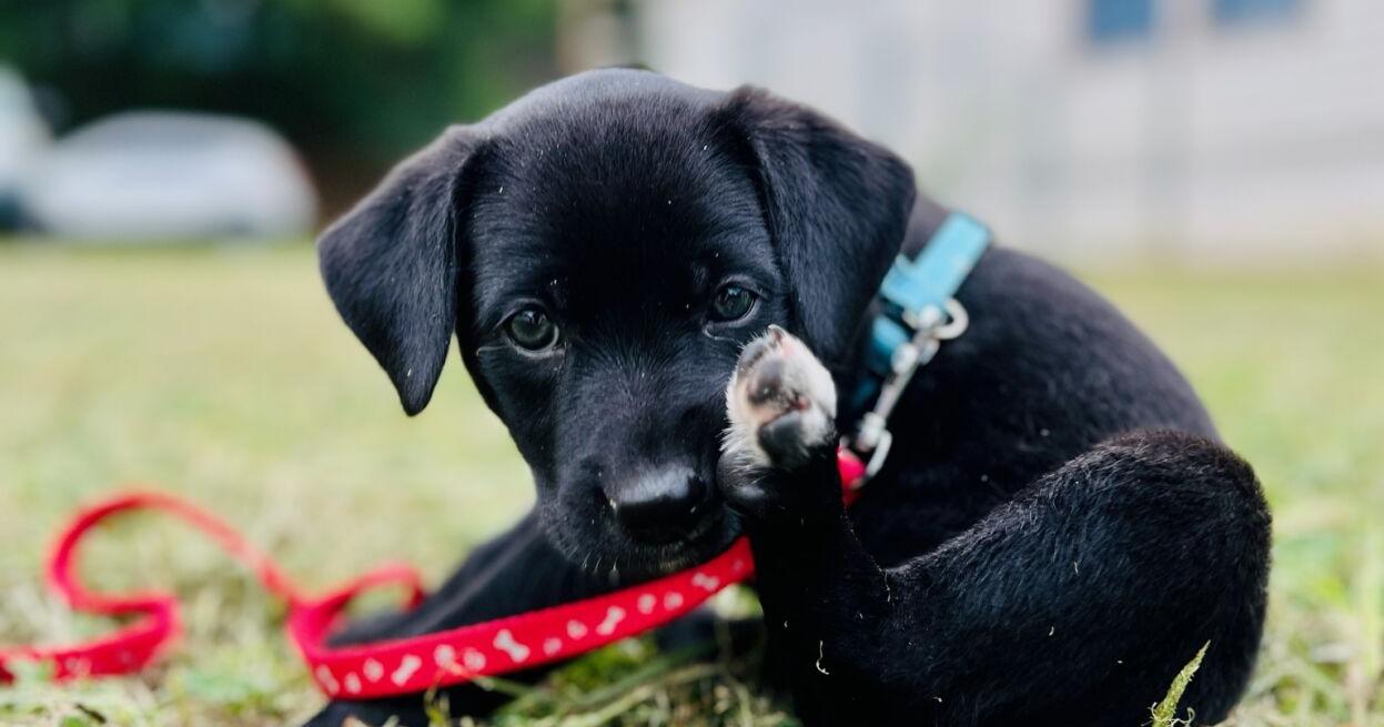 Fostering pets difference between life, death - Vimarsana News