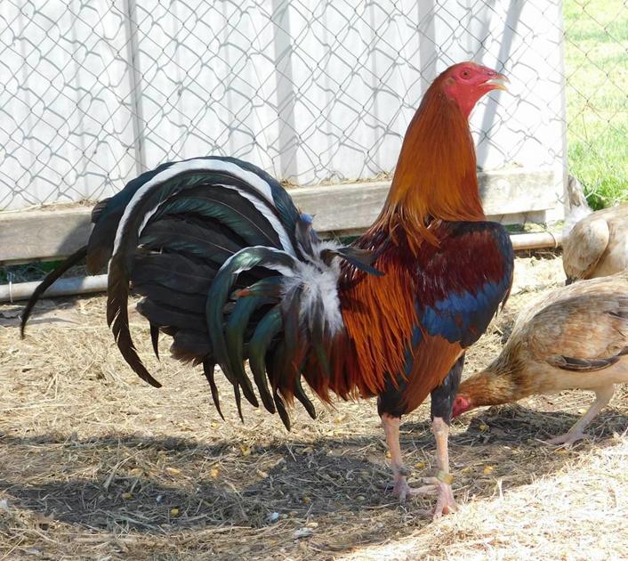 The Frontier Oklahoma Tops List Of Illegal Shipping Of Fighting Chickens Says Animal Welfare Group News Tahlequahdailypress Com