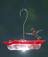 5Ws+1H: What It's About: Hummingbirds high specialized, face environmental challenges