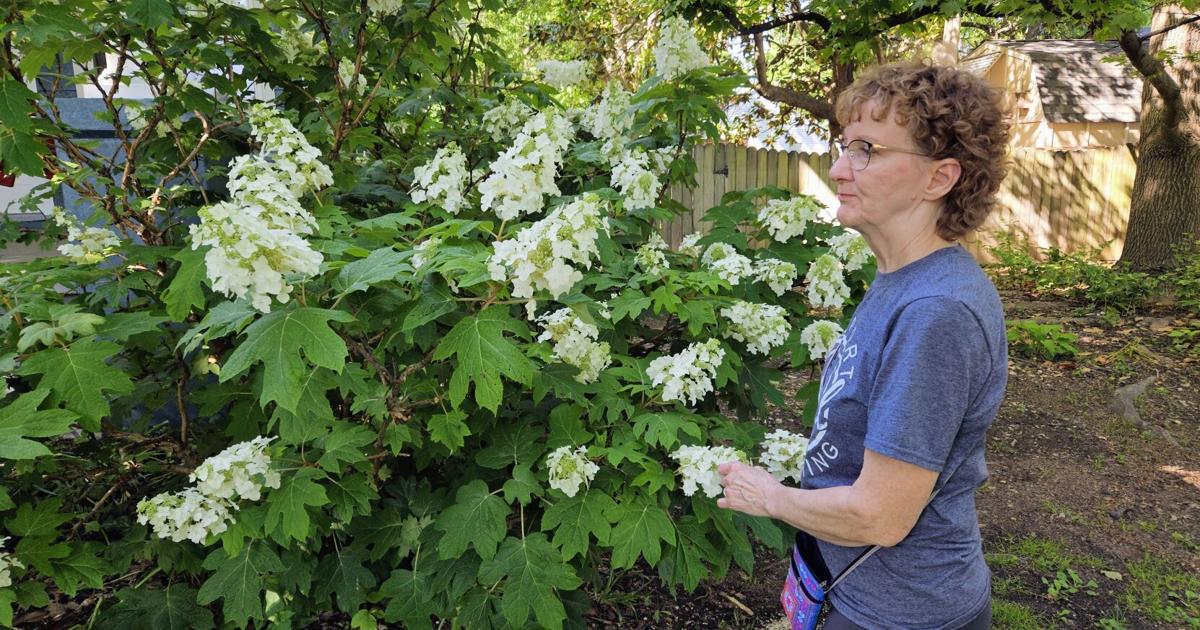 Beautification, good eating promotes gardening | News Beautification, good eating promotes gardening | News