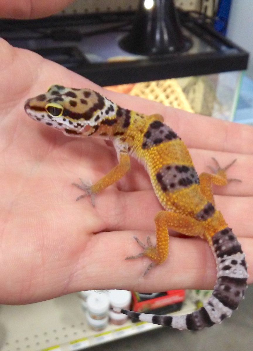 a pet gecko