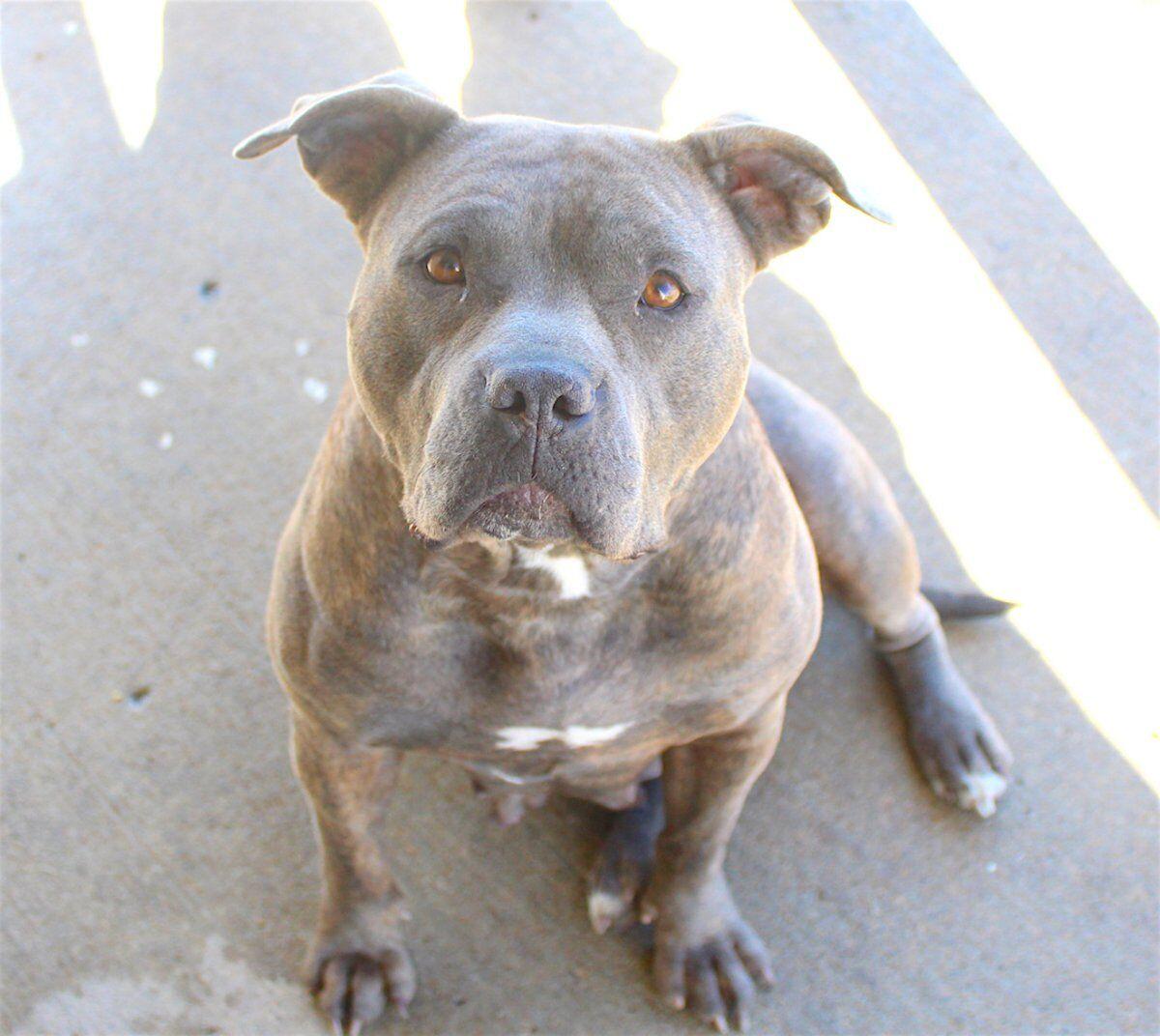 Animal advocates working to keep furry friends safe | News ...