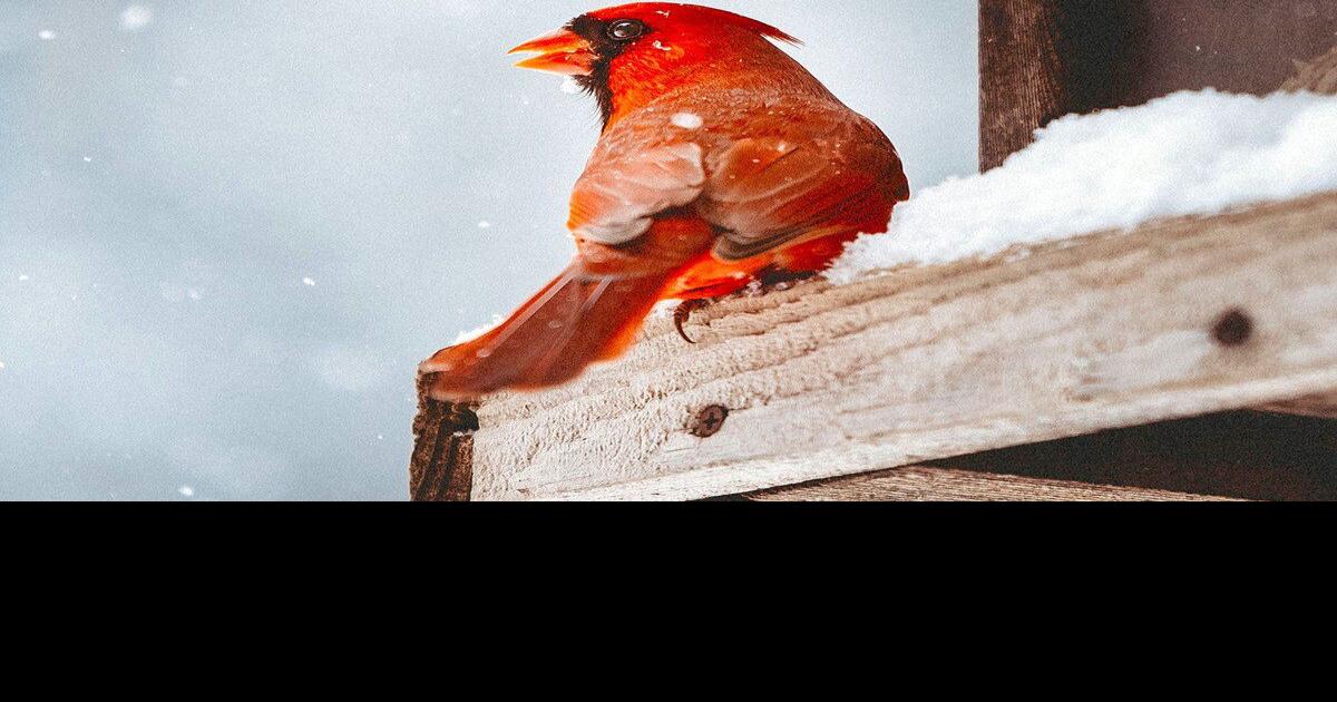 Birds can bring enjoyment to winter landscape Sports