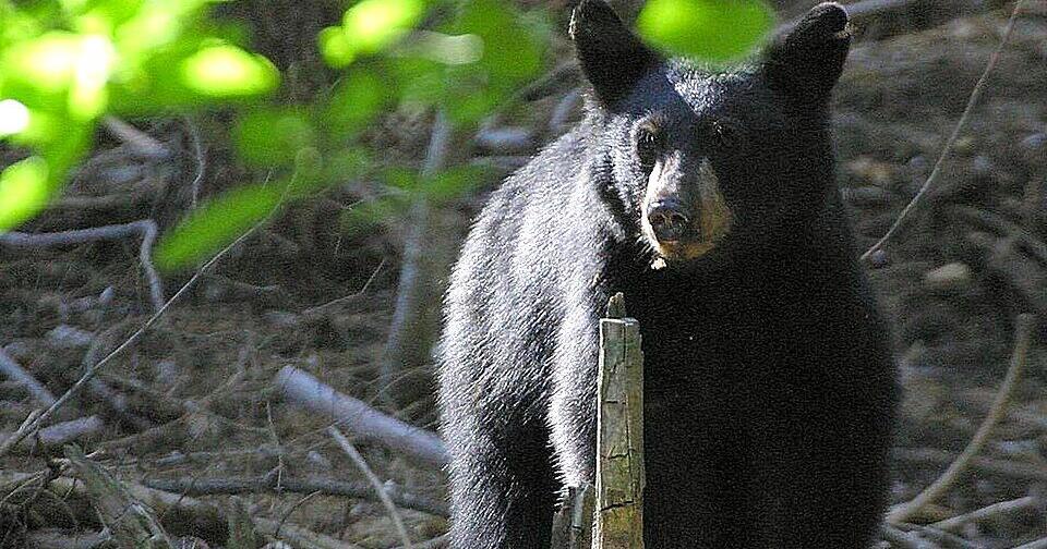 Wildlife commission approves emergency rules, resolutions