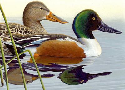 Entry Deadline Is Aug 1 For Oklahoma Waterfowl Stamp Design Contest Arts Entertainment Tahlequahdailypress Com
