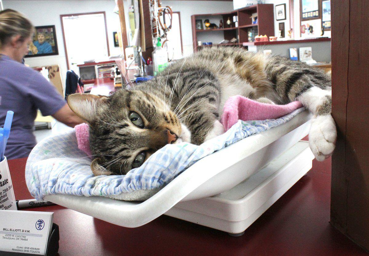Veterinarians Still Serving Public Pets During Outbreak Local News Tahlequahdailypress Com
