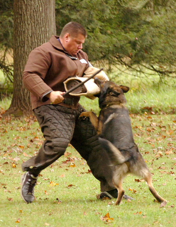 Schutzhund dog training sale