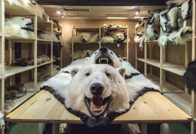 scaring campingvogn flyde over Polar bear trade, hunting spark controversy | Get the Scoop! |  tahlequahdailypress.com