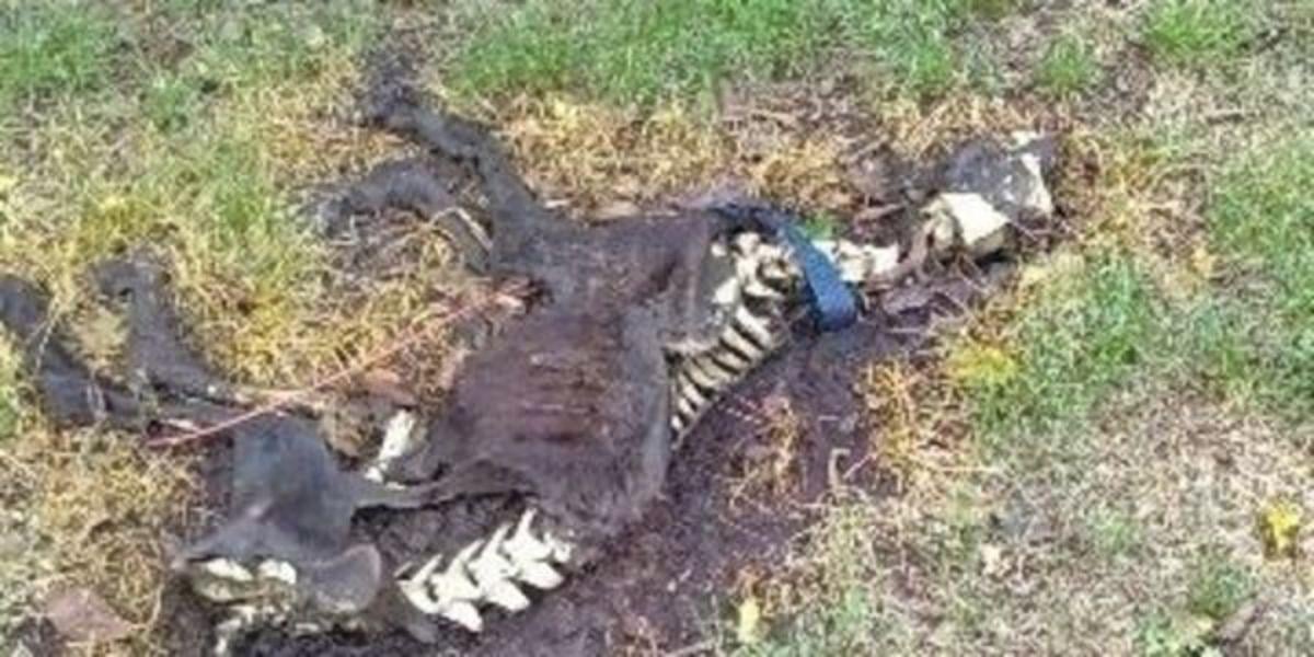 Woman Charged With Letting Dog S Carcass Decay Woman Charged With Letting Dog S Carcass Decay