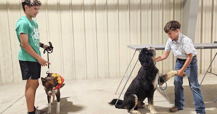 FAVORED PUPS: Golden retriever, Bernese mountain dogs top the list