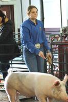 County Junior Livestock Show