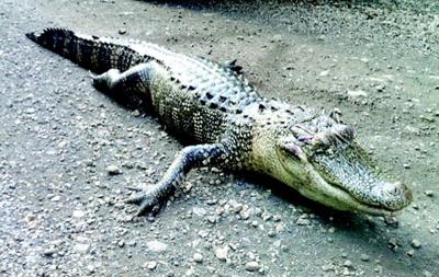 River monster | Local News | tahlequahdailypress.com