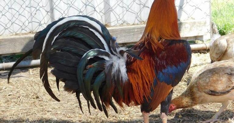 The Frontier: Oklahoma gamefowl breeders, lawmaker optimistic about decriminalizing cockfighting | News The Frontier: Oklahoma gamefowl breeders, lawmaker optimistic about decriminalizing cockfighting | News