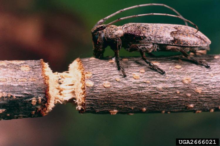 Twig girdler beetles causes big trouble in hard wood Businessfarm