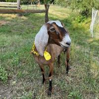 KFF HEALTH NEWS: More states legalize sales of unpasteurized milk ...