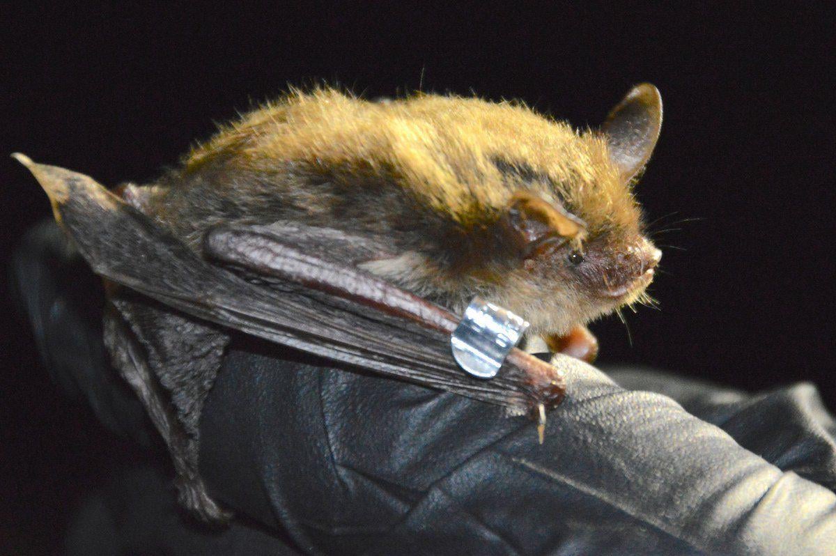 GRDA, USFWS share information on Northern longeared bat News
