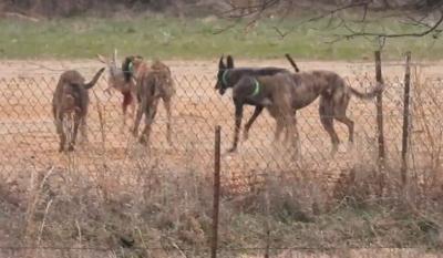 The Frontier Videos Show Oklahoma Deputy And Others Illegally Used Live Rabbits To Train Racing Dogs Greyhound Protection Group Says News Tahlequahdailypress Com