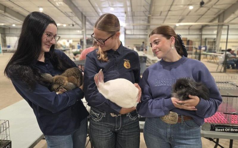 Rabbits, chickens, pedal car tractor race all part of fair
