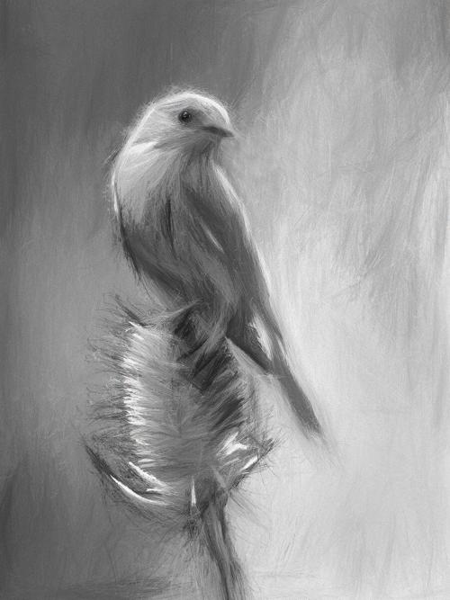 Image by local photographer among top in North America