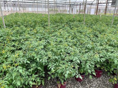 Parkhill giving away free plants