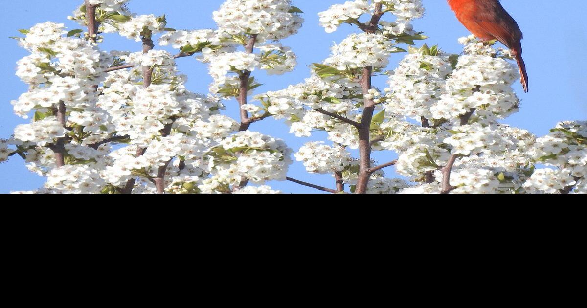 Birds of spring News