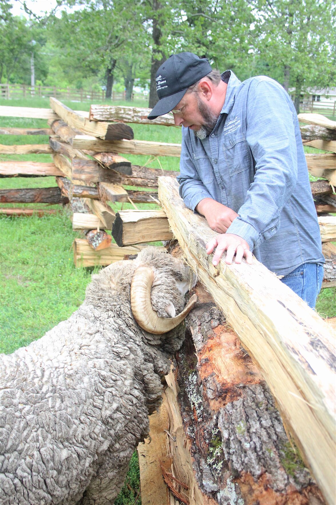 IN SHEEP'S CLOTHING: Harvey the ram will help build up the woolly flock at Hunter's Home