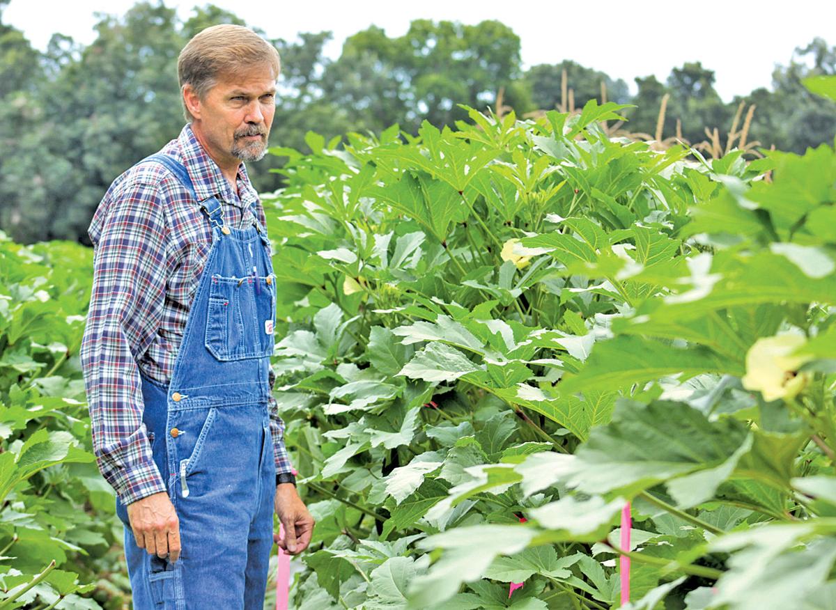 The story behind Ron Cook’s special okra plants News