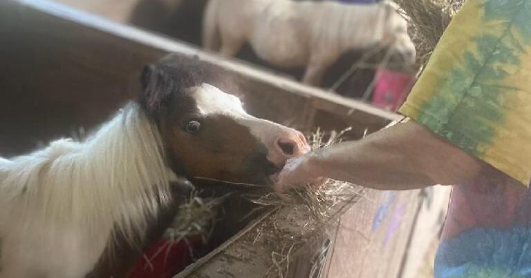 COMMUNITY SPIRIT: Little Cherokee Horse and Miniature Equine Therapy helps alleviate challenges for those with disabilites - Vimarsana News