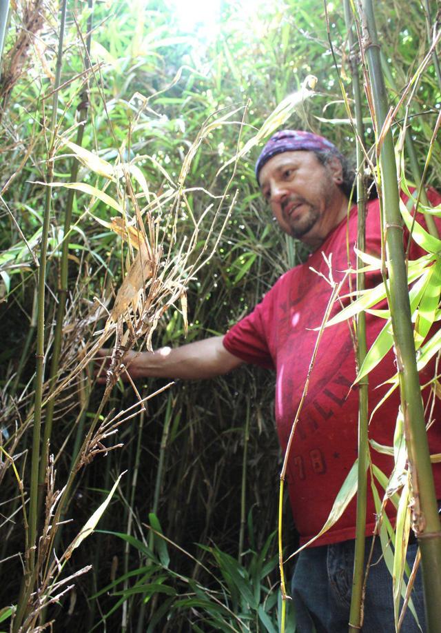Changing views of river cane help it thrive News