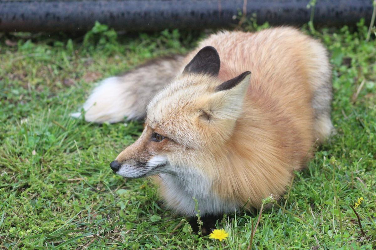 Wild Things Three Forks Nature Center Has Two New Residents A Bobcat And A Fox News Tahlequahdailypress Com