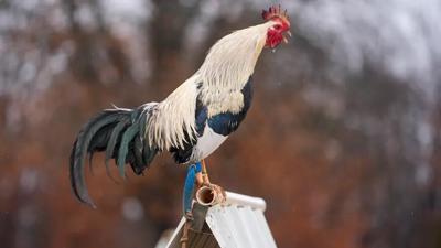 How to Benefit from 78Win’s Exclusive Cockfighting Betting Promotions