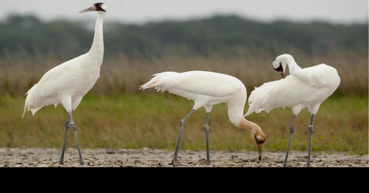 Public can help track endangered birds News