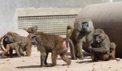 OU's baboon breeding program is ending, but the animals will still be bred for medical research | State News OU's baboon breeding program is ending, but the animals will still be bred for medical research | State News