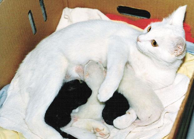 Spaying Neutering Can Enhance Pet Health Local News