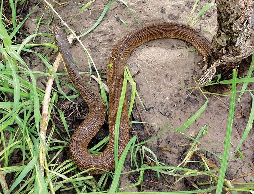 Few Oklahoma snake species are venomous State News