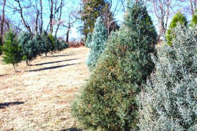 5Ws+1H: Where It&#39;s At: Local farms have Christmas trees ready | News | www.neverfullmm.com