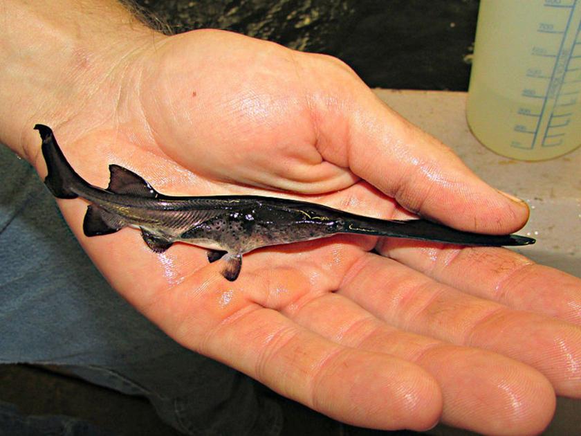 Oklahoma Applies Regulations To Paddlefishing News