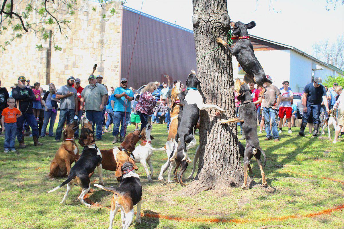 Coonhounds take field trial to next level at Red Fern | Local News | tahlequahdailypress.com