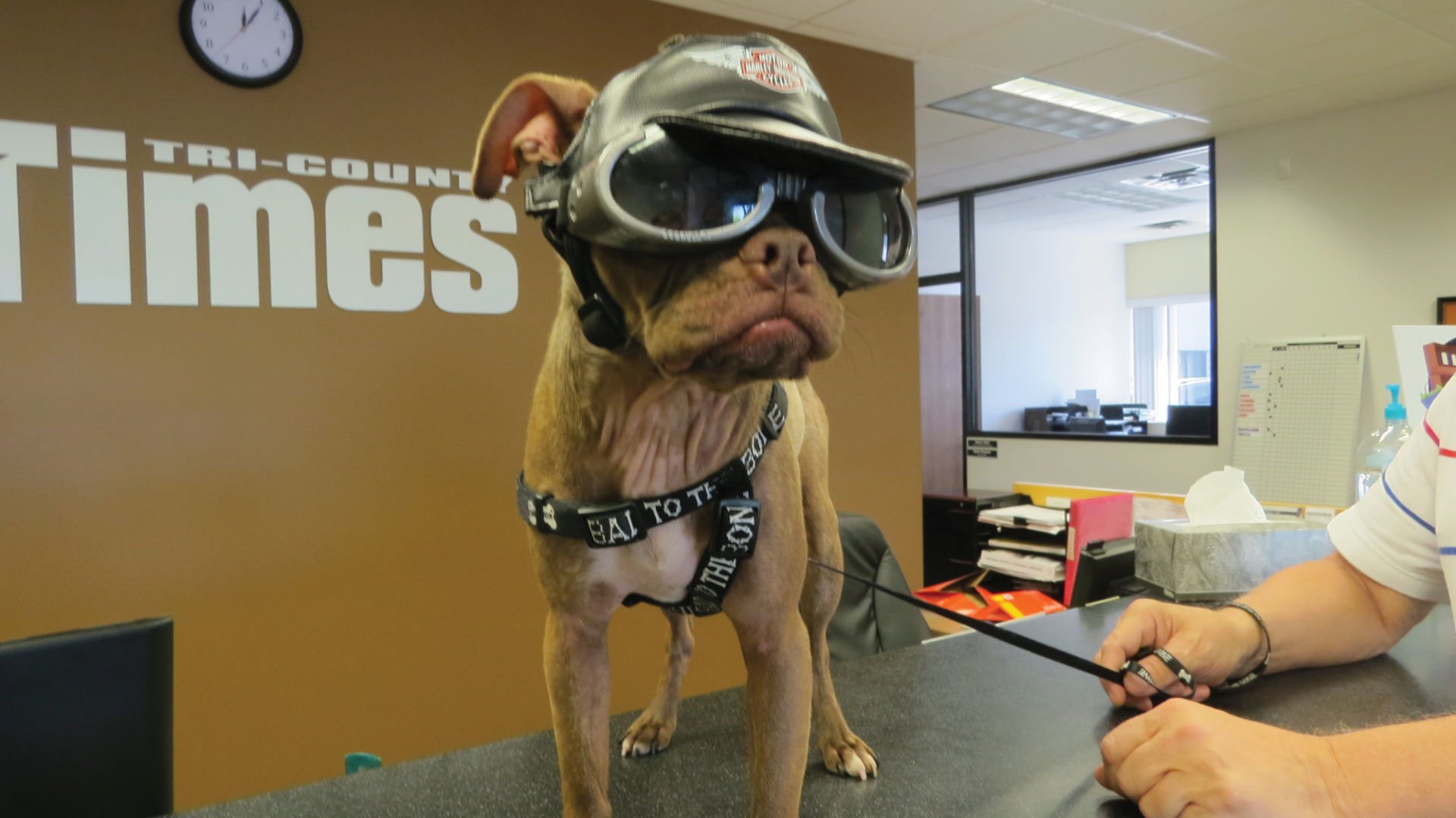 harley davidson bad to the bone dog collar