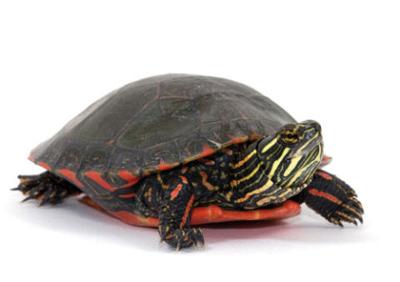 It S Turtle Crossing Season News For Fenton Linden Holly Mi