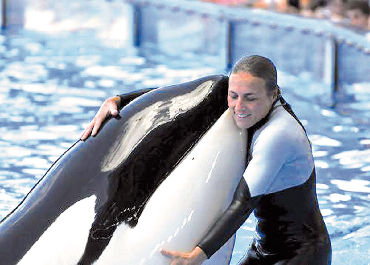 Whale that killed Dawn Brancheau dies at SeaWorld News for Fenton