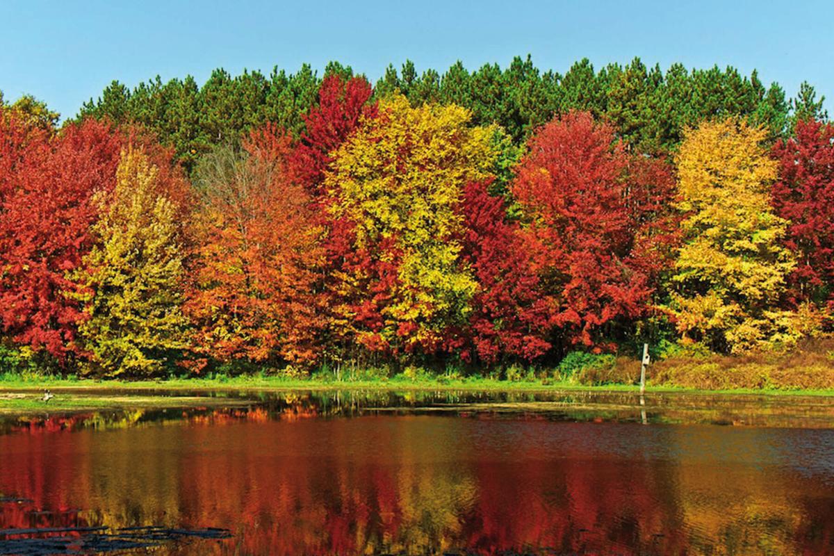 Fall color show begins in Michigan | Human Interests, Social News