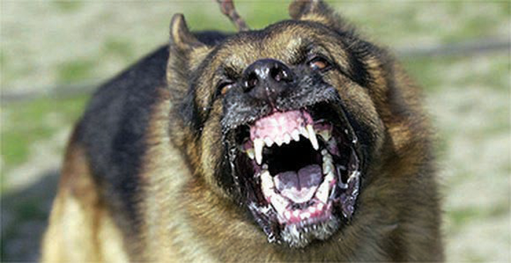 When Dogs Attack Human Interests Social News And Recipes Fenton Linden And Holly Mi Tctimes Com